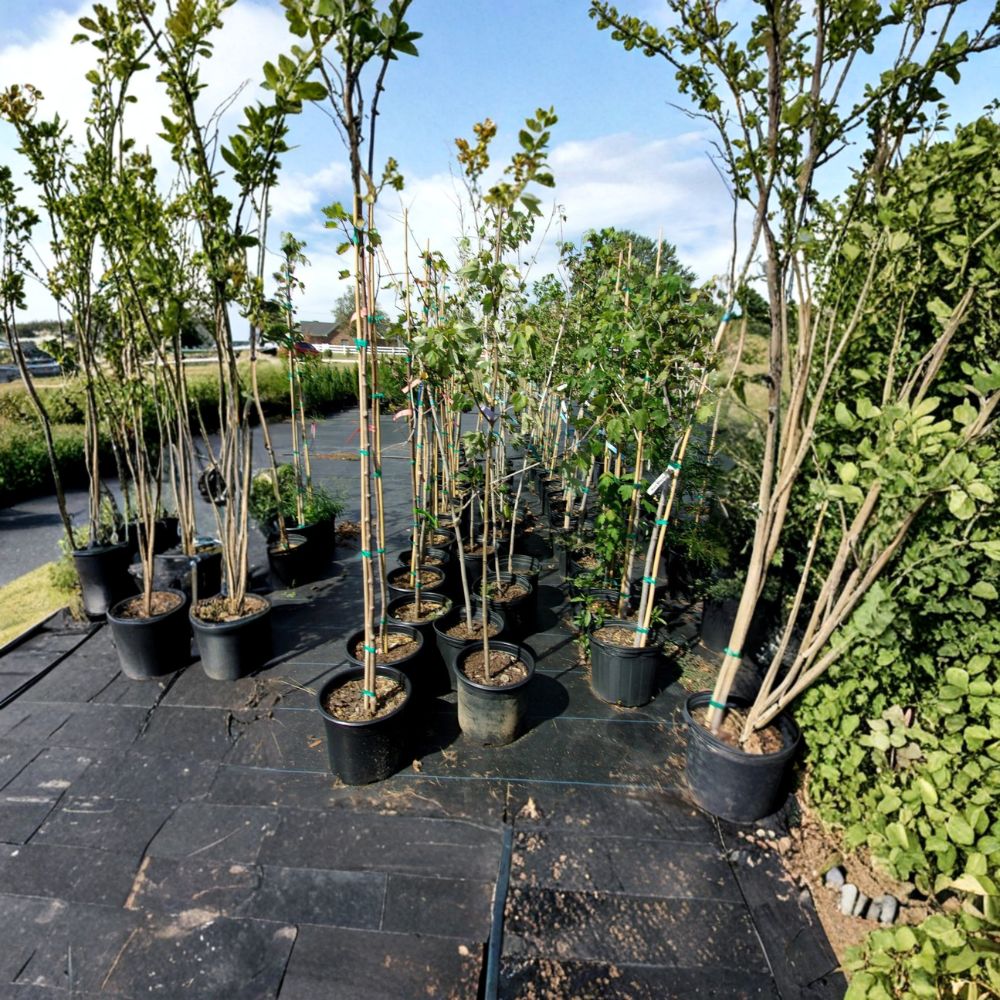 Red Sunset Maple Tree - 4-6 Feet - Brilliant Red Fall Color - Acer rubrum 'Red Sunset' - Fast Growing Shade Tree