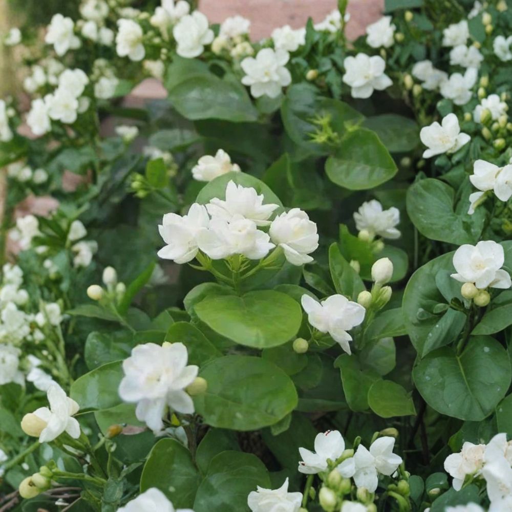 Arabian Jasmine Seeds 10 Pack | Pure White Fragrant Flowers | Jasminum sambac | Indoor Outdoor Bonsai Garden Plant