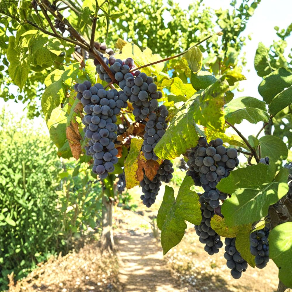 Steuben Grape Vine - Live Plant | Tsuruta Steuben Seeded Grape | Cold Hardy to -20°F | Vitis hybrid ‘Steuben’