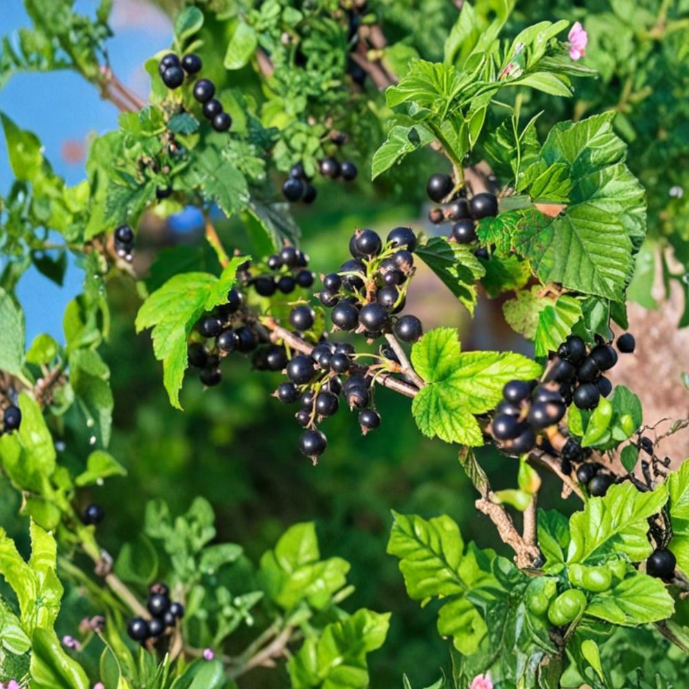 Consort Black Currant Plant - Live Rooted Edible Berry Shrub - Ribes nigrum - Self-Pollinating, Cold Hardy, Zones 4-8