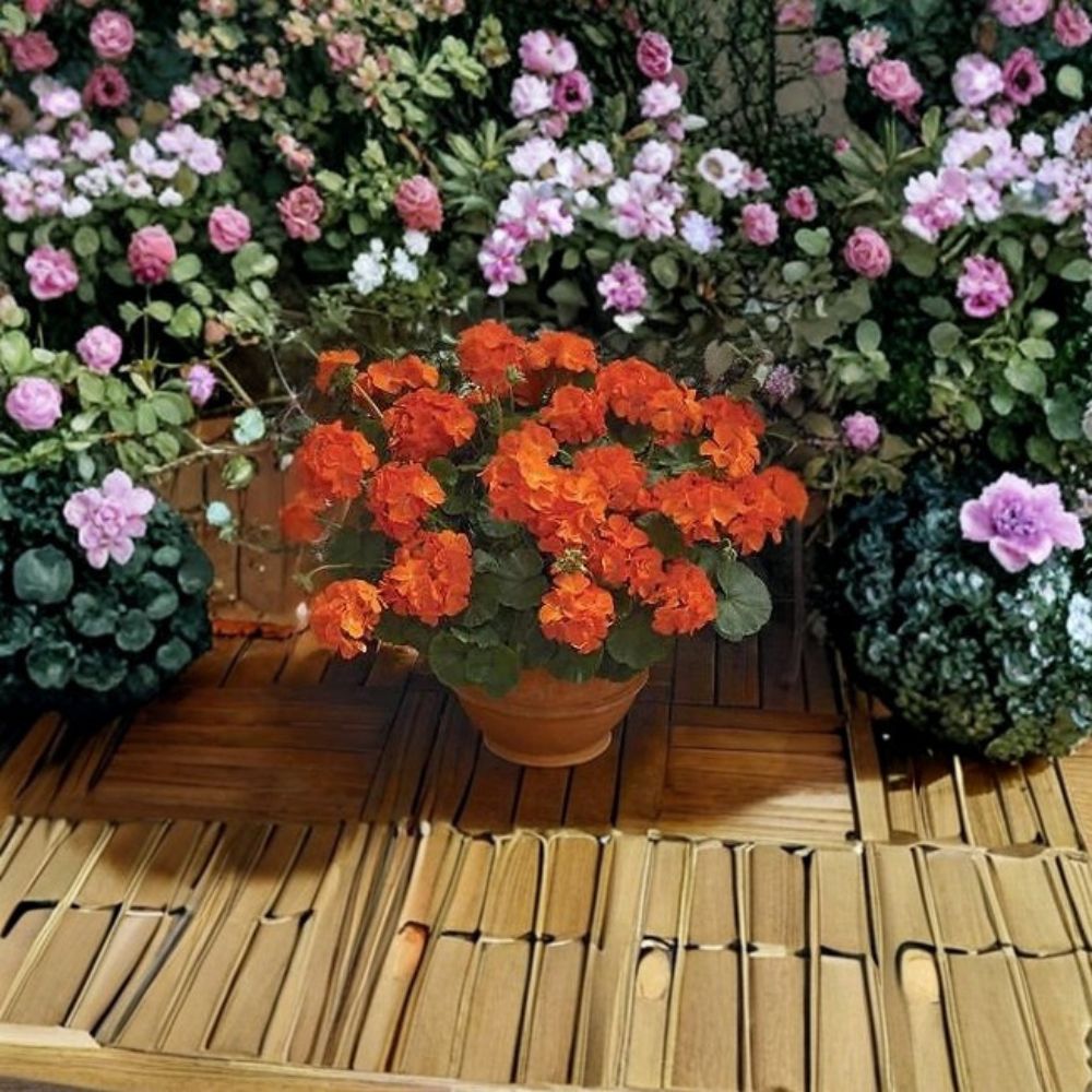 Maverick Orange Geranium Seeds - 100 Zonal Pelargonium Seeds, Bright Solar Orange Flowers for Garden & Patio Decor