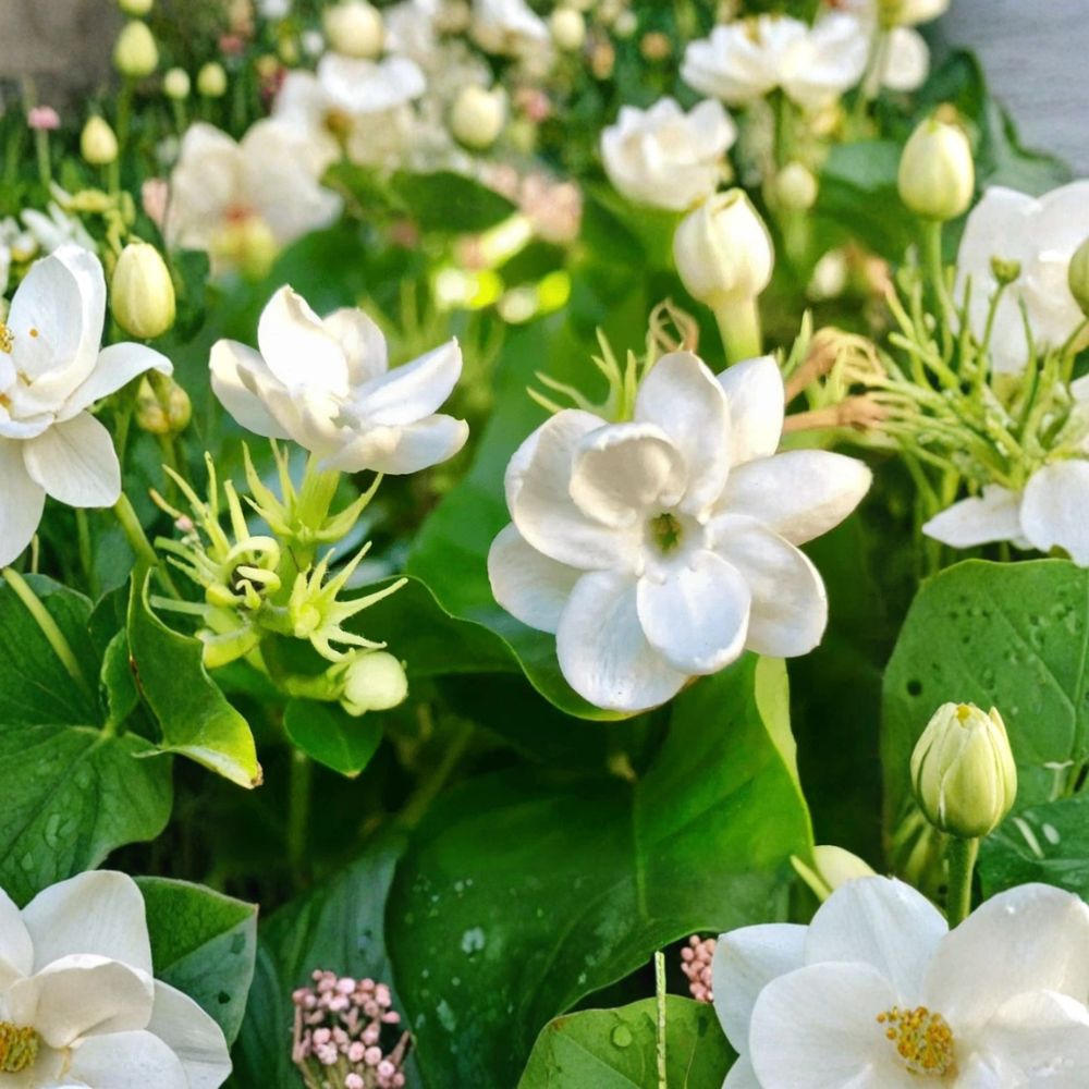Jasmine Plant 10 Inch Live Arabian Jasmine Jasminum sambac Fragrant Flowering Houseplant in 3.5 Inch Pot