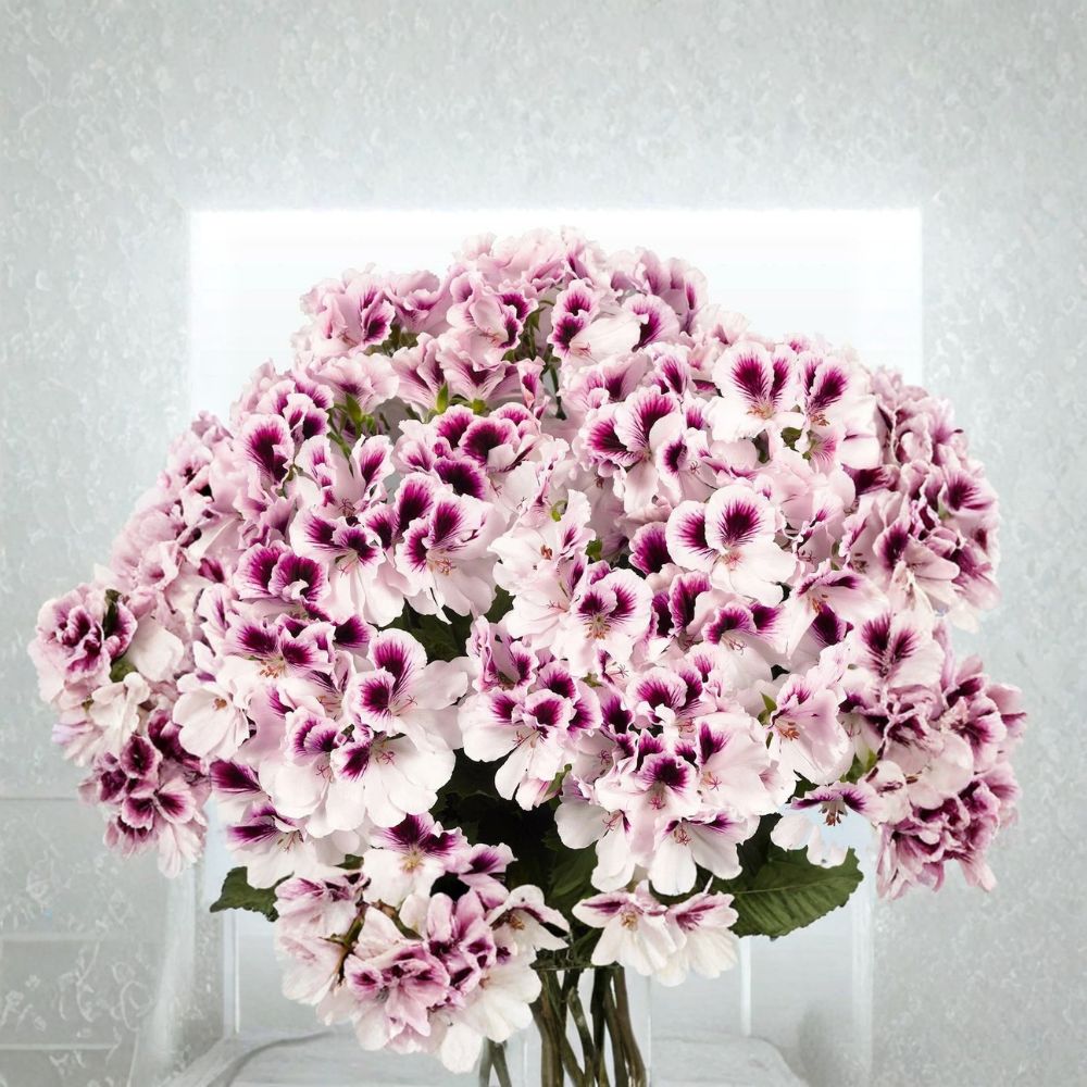 White Purple Geranium Seeds - 10 Premium Bi-Color Flower Seeds | Pelargonium x hortorum | Easy to Grow, Patio & Container Friendly