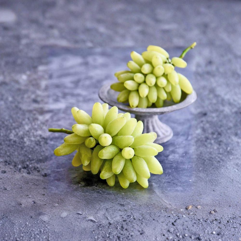 Gold Finger Grape Vine | Live Plant | Vitis vinifera | Sweet Japanese Golden Table Grape | Patio Friendly Fruit Vine