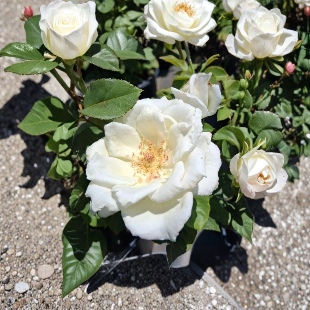 White Lightnin Grandiflora Rose Plant | 2 Gallon | Large White Blooms | Rosa Grandiflora Group 'White Lightnin'