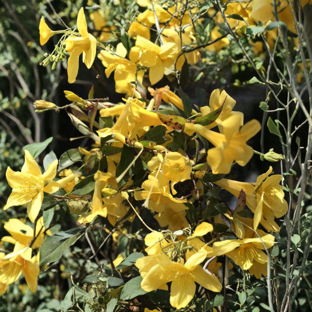 Carolina Jasmine Starter Vines Set of 7 | Yellow Flower Climbing Vine | Gelsemium sempervirens | 8–10 Inch Bare Root Plants
