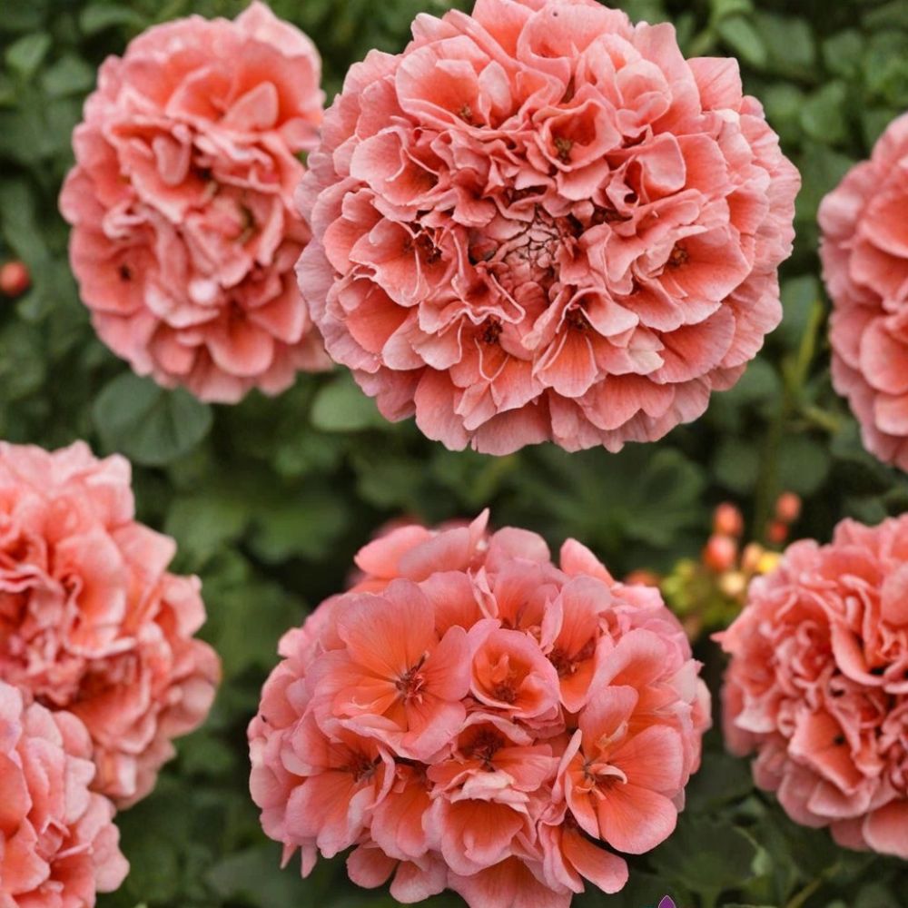 Presto Light Salmon Geranium Seeds - 25+ Premium Flower Seeds, Pelargonium spp., Easy to Grow, Perfect for Patios & Balconies