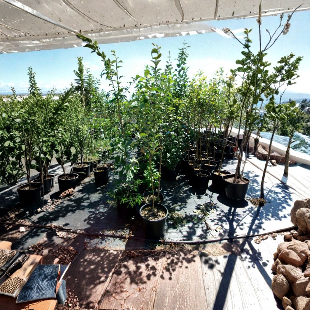 Empire Apple Tree – 4–6 Feet – Malus domestica – Sweet Juicy Apples – Easy to Grow – Home Orchard Favorite