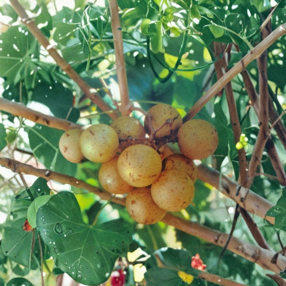 Bronze Carlos Muscadine Grape Vine | Self-Fertile Fruit Plant | Vitis rotundifolia 'Carlos' | 4-6 Feet Tall