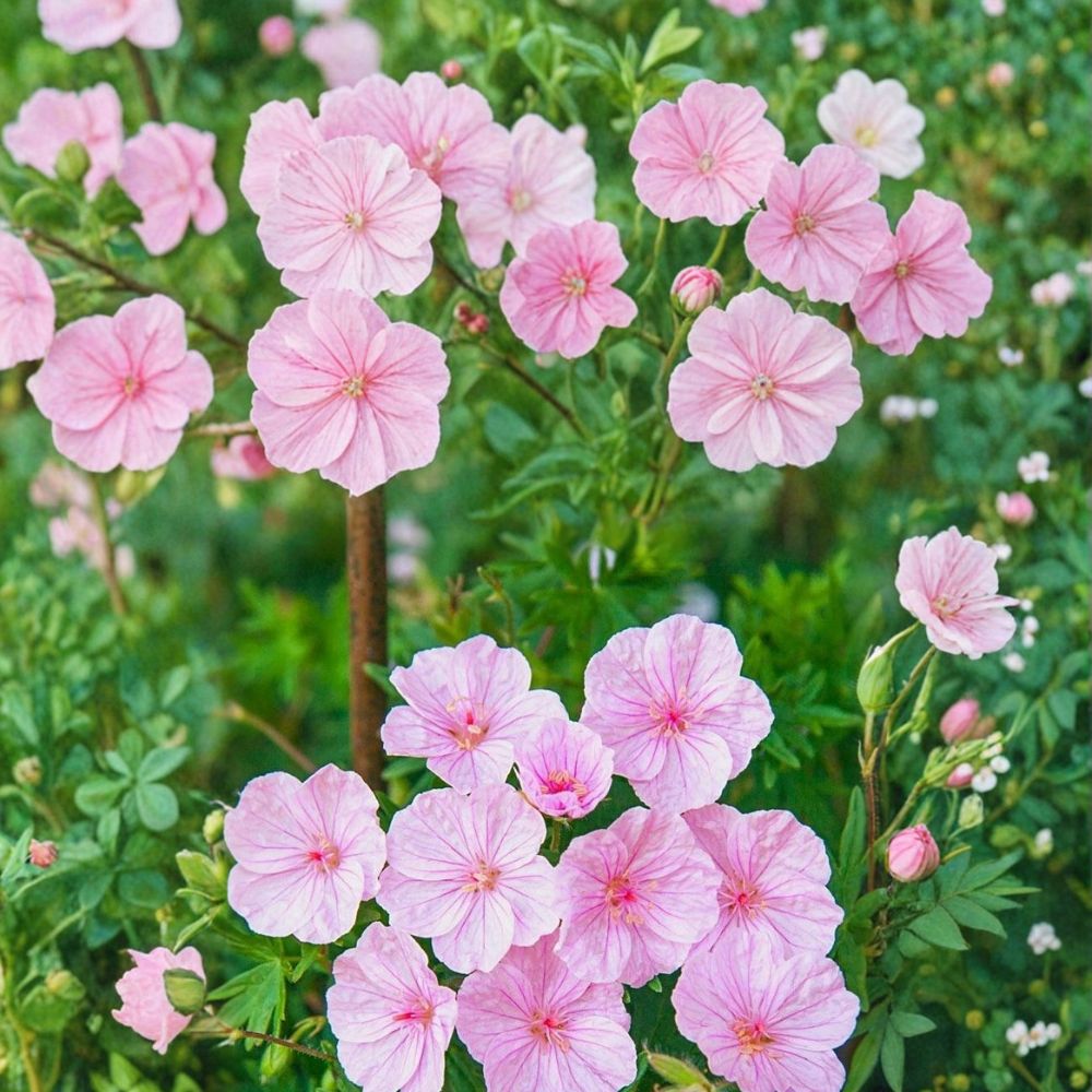 Striatum Geranium Seeds – 25+ Premium Hardy Flower Seeds for Containers & Patios – Geranium sanguineum ‘Striatum’