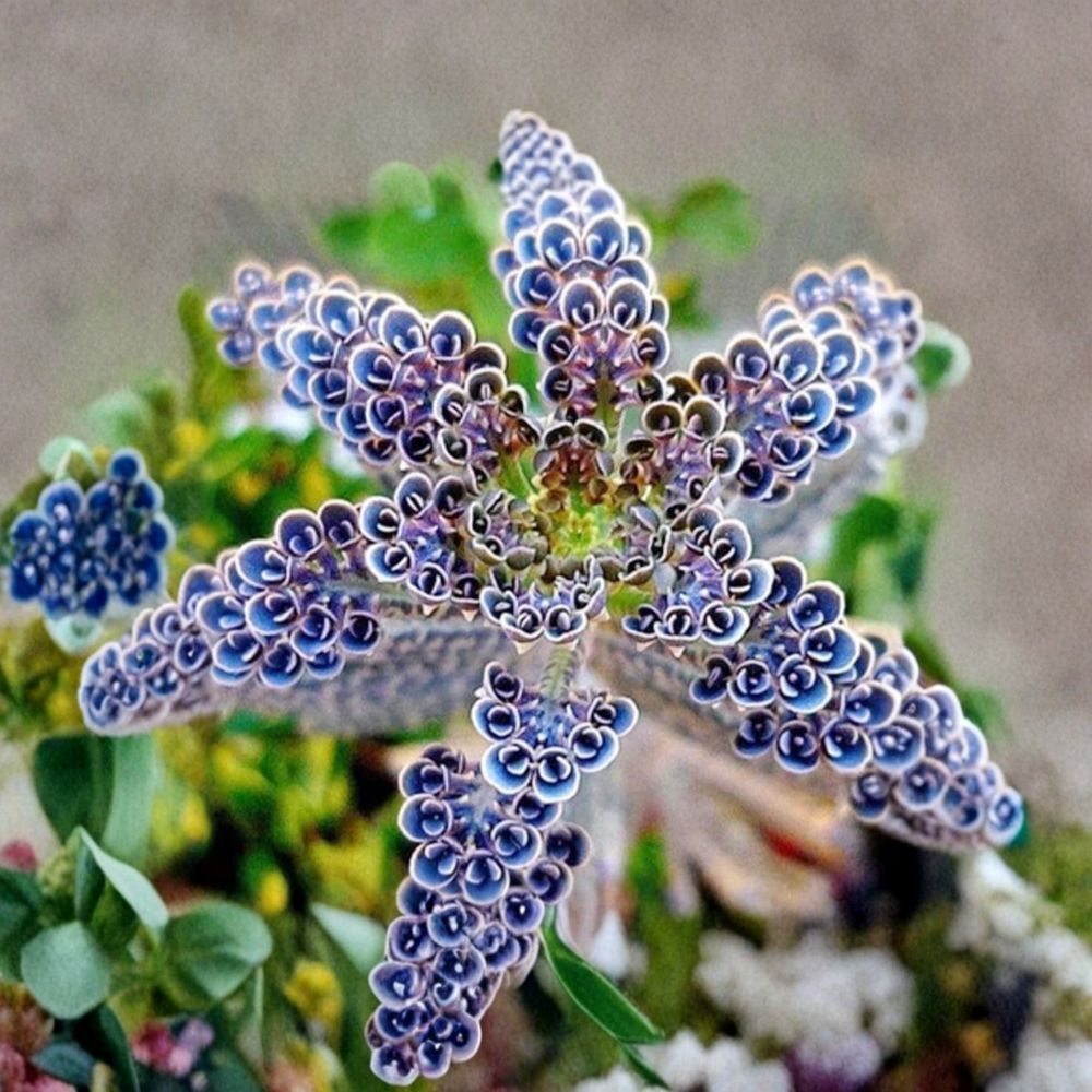 Mother of Millions Succulent Plant - 2 Inch Pot - Kalanchoe delagoensis - Unique Self-Propagating Houseplant - Easy Care