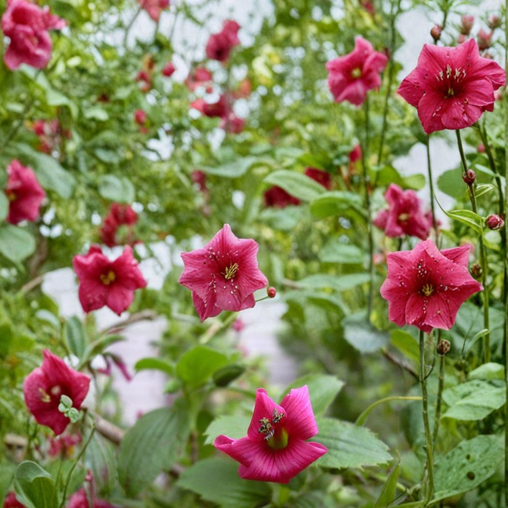 Hawaii Red Cranesbill Geranium Seeds - 25+ Seeds, Geranium sanguineum, Vibrant Red Blooms, Easy to Grow, Container Friendly