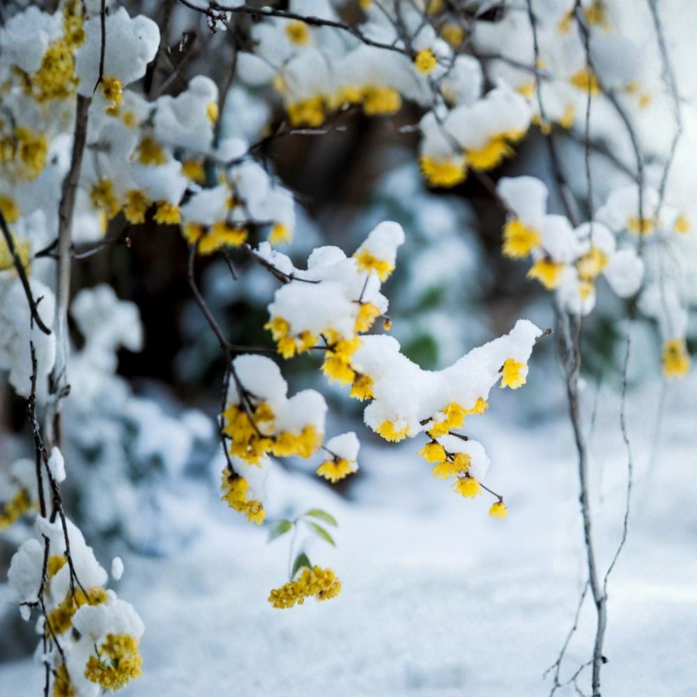 Wintersweet Tree Live Plant | Japanese Allspice Fragrant Flowering Shrub | Chimonanthus praecox | Perfect for Winter Gardens