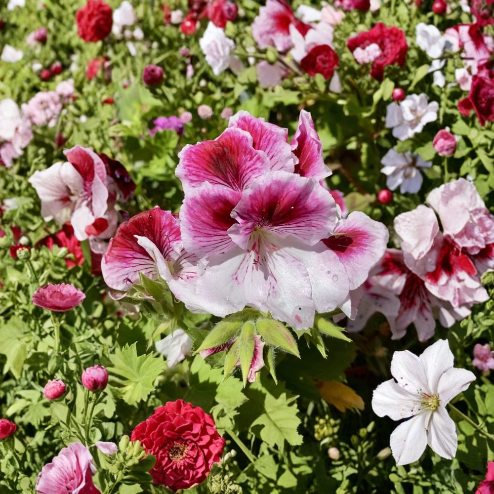 Fresh Pink & White Geranium Cuttings | Pelargonium spp. | Ready to Plant | Indoor & Outdoor Garden Flowering Plant