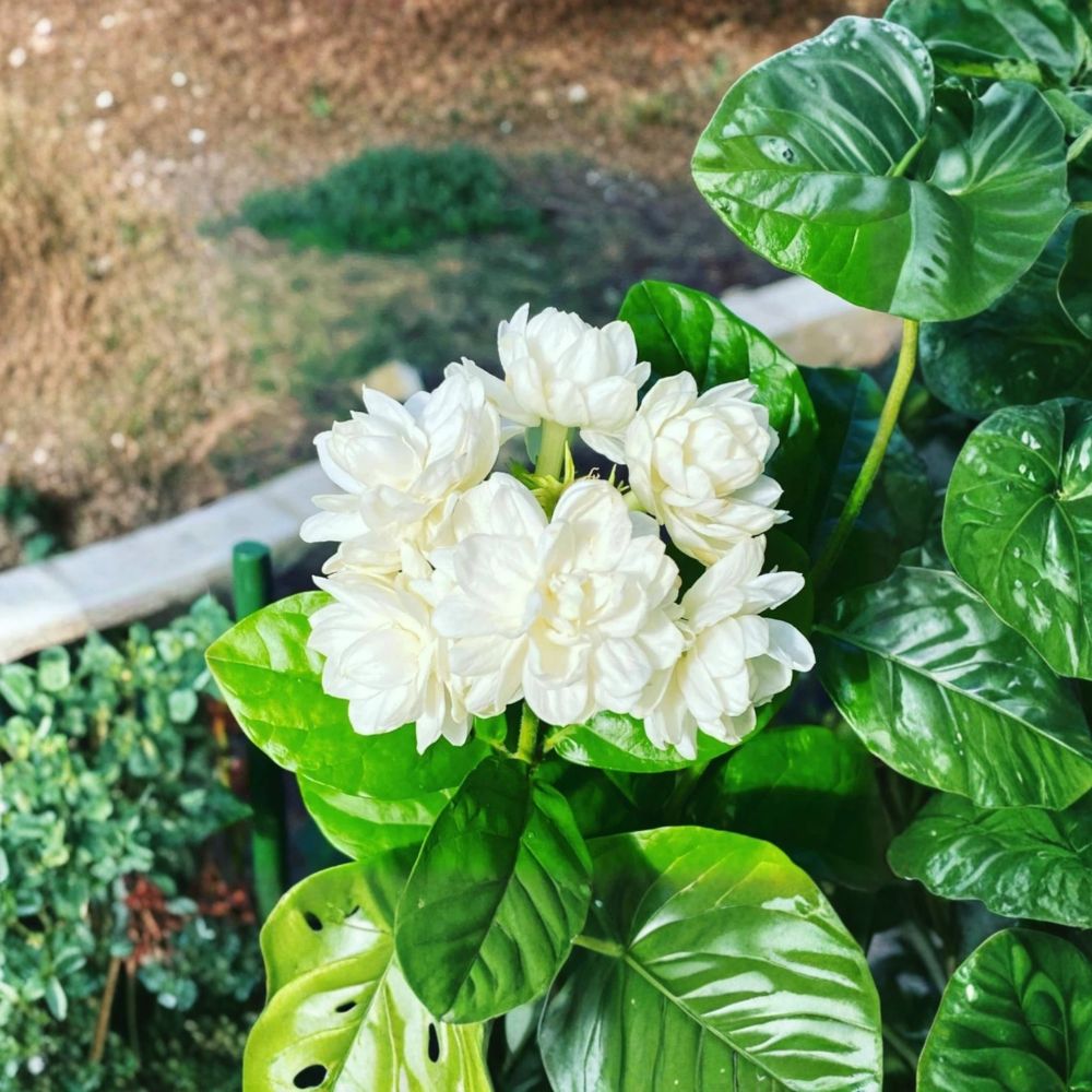Climbing Jasmine Seeds 200+ Pack Non-GMO Fragrant White Flower Vine Jasminum spp. Pollinator Friendly Outdoor Garden Plant