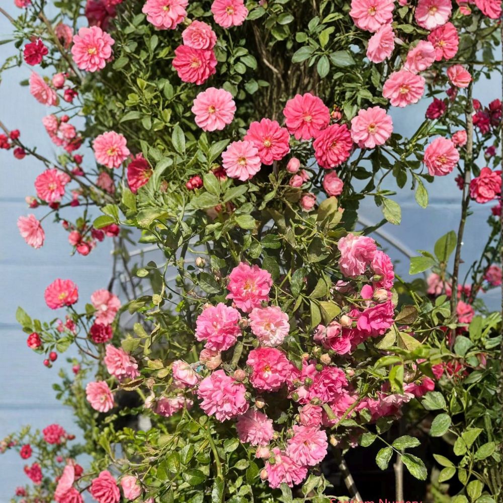 Heirloom Climbing Rose Live Plant | Pink Rambler Rose | Fragrant Rosa multiflora 'Seven Sisters' | Fast Growing Potted Plant