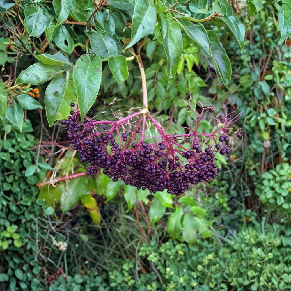 American Elderberry Trees 3 Pack Bare Root Edible Berry Plants Sambucus canadensis Shrubs for Wildlife Garden
