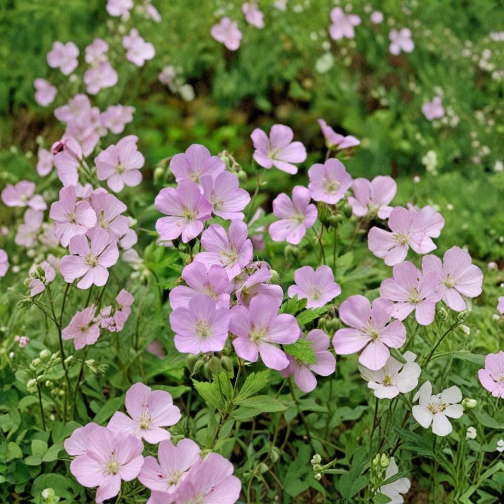 Wild Geranium Bare Roots - 10 Hardy Cranesbill Plants for Shade Garden - Geranium maculatum - Native Perennial Flowering Plants