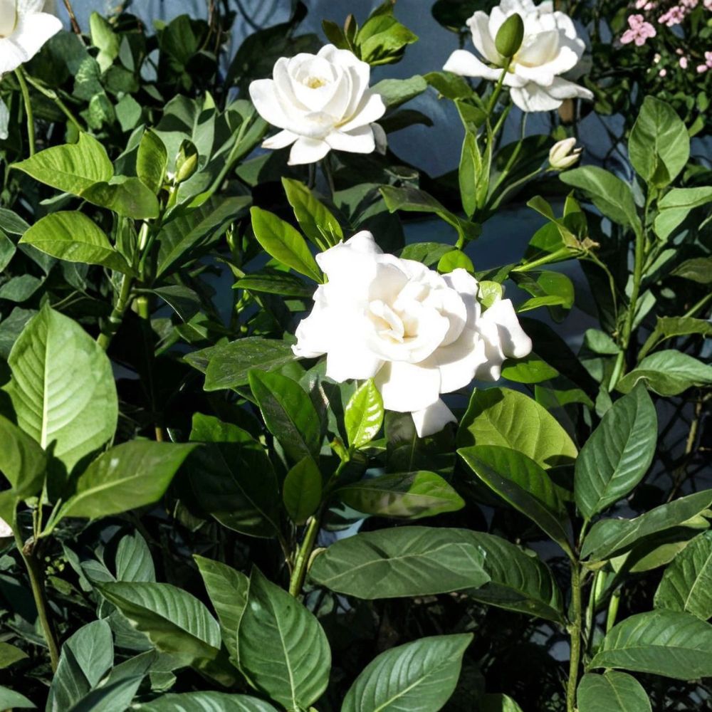 Gardenia Cuttings | 7 Unrooted Heirloom Cape Jasmine | 6 Inch Fragrant Shrub Starter | Gardenia jasminoides