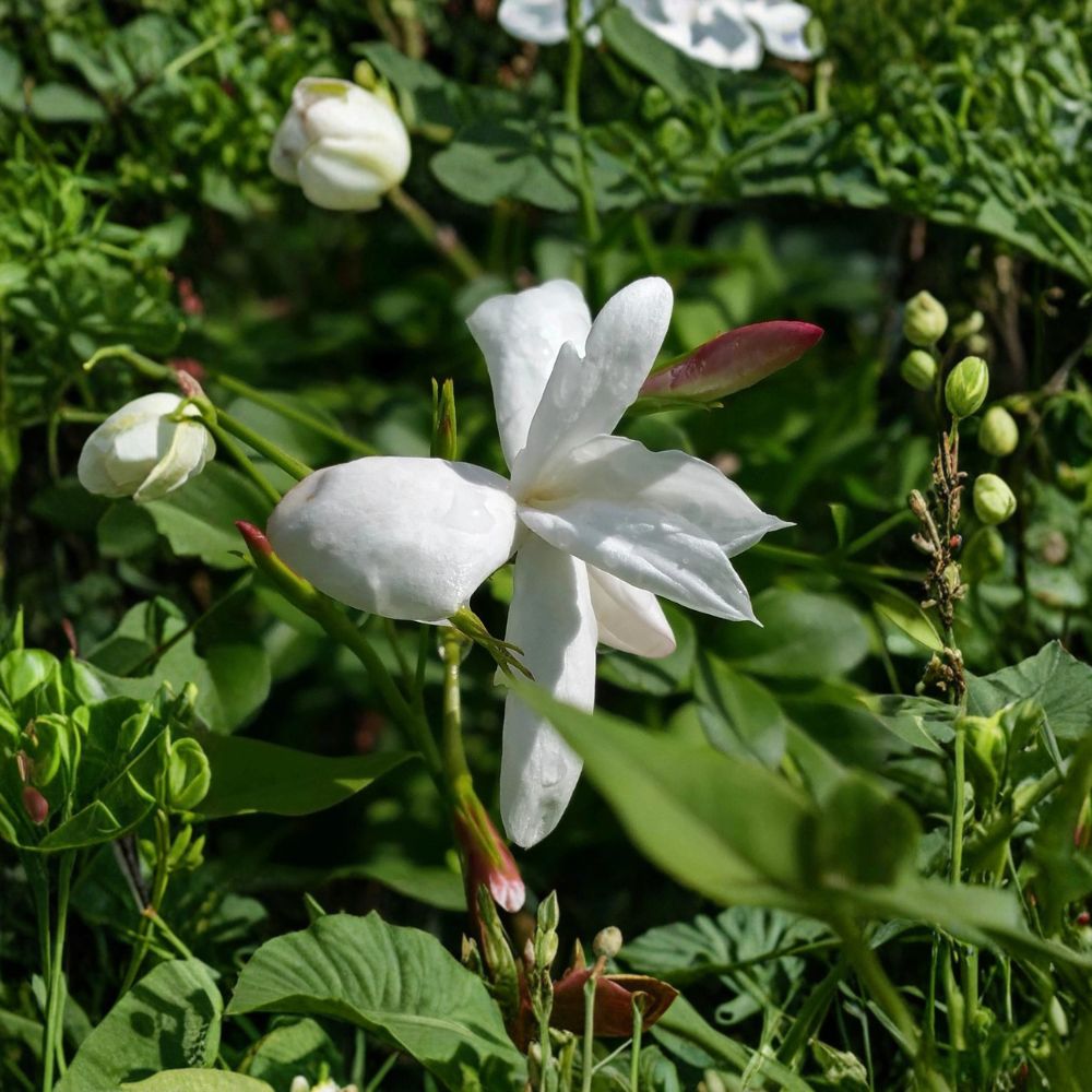 Jasmine Officinale Live Plant - 8-12 Inch Poets Jasmine Vine - Fragrant Spanish Jasmine - Jasminum Officinale in 4 Inch Pot