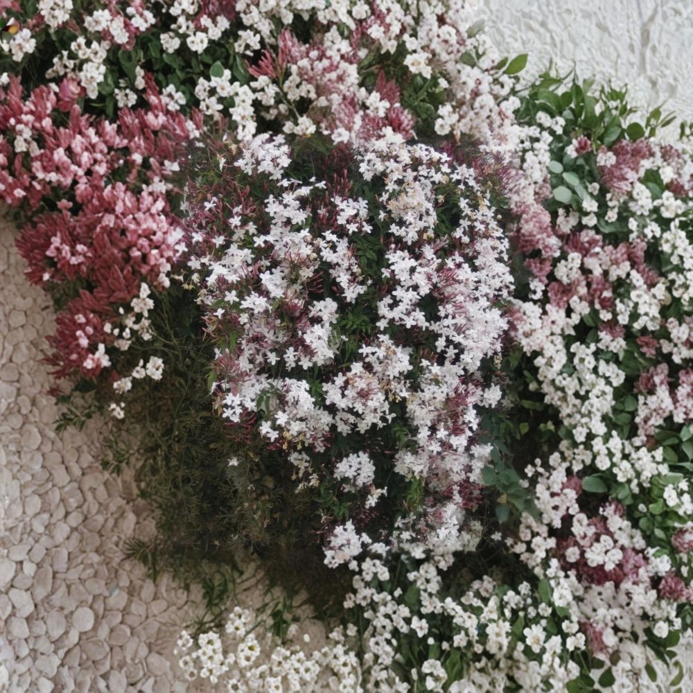 Pink Jasmine Cuttings Set of 10 | Jasminum polyanthum | Organic Fresh 10 Inch Live Vine Cuttings | Fragrant Climbing Plant