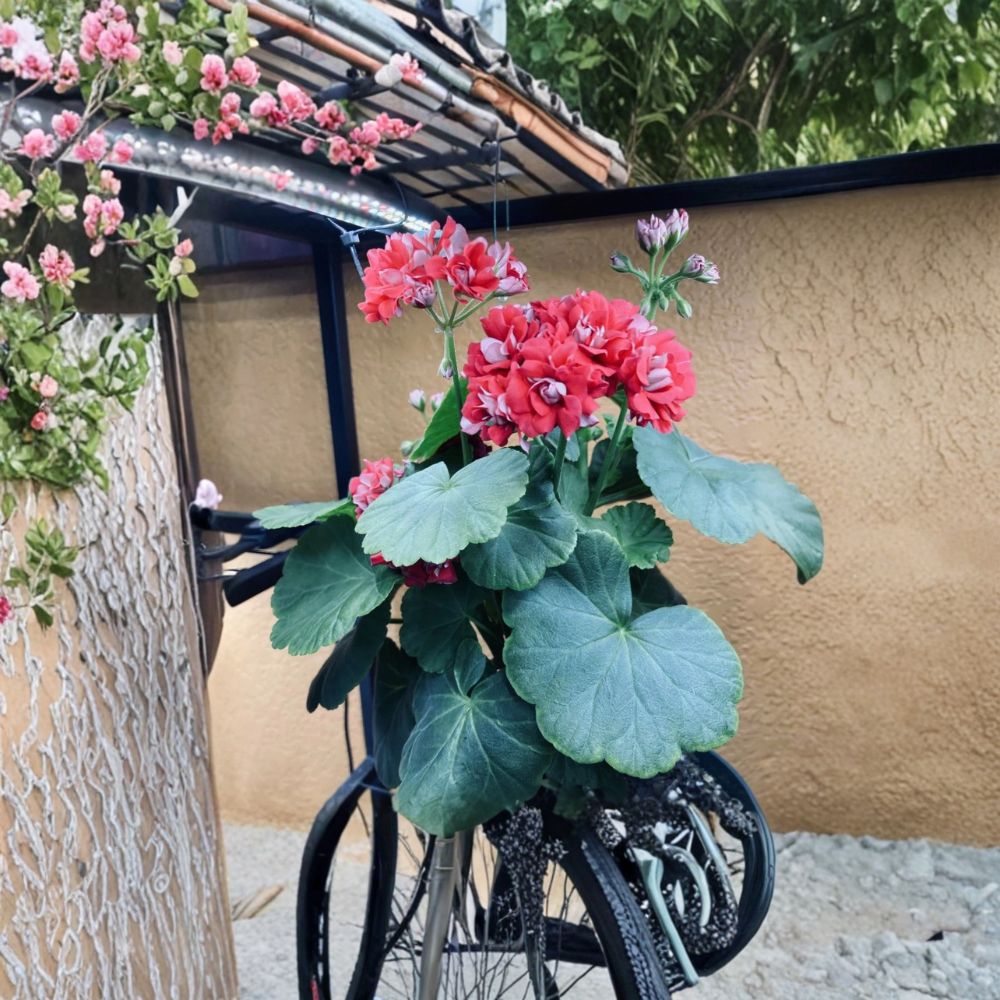 Rooted Starter Plant - Rosebud Supreme Geranium - Double Red Blooms - Pelargonium ‘Rosebud Supreme’ - Heirloom Patio Flower