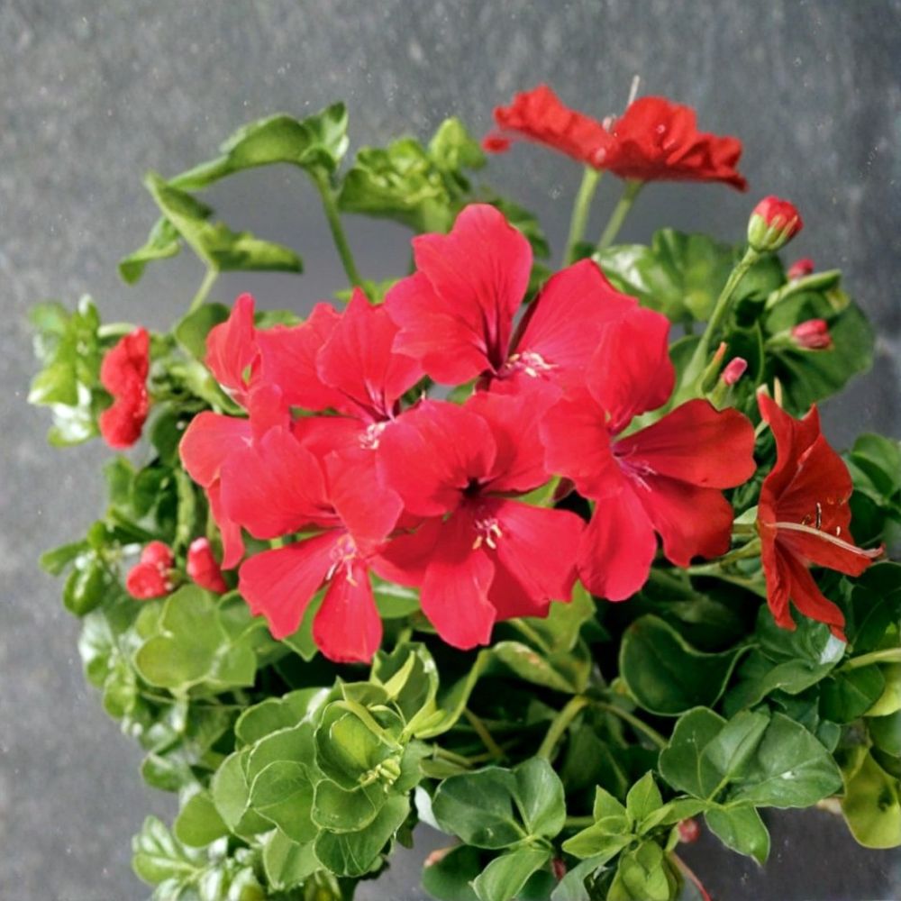 Tornado Red Trailing Geranium Seeds - 15 Film Coated Ivy Geranium Seeds - Pelargonium peltatum - Heat Tolerant Hanging Basket Plant