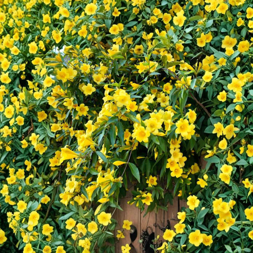 Carolina Jasmine Live Plant - 4-6 Inch Yellow Flowering Vine - Gelsemium sempervirens - Fragrant Climber for Outdoor Gardens