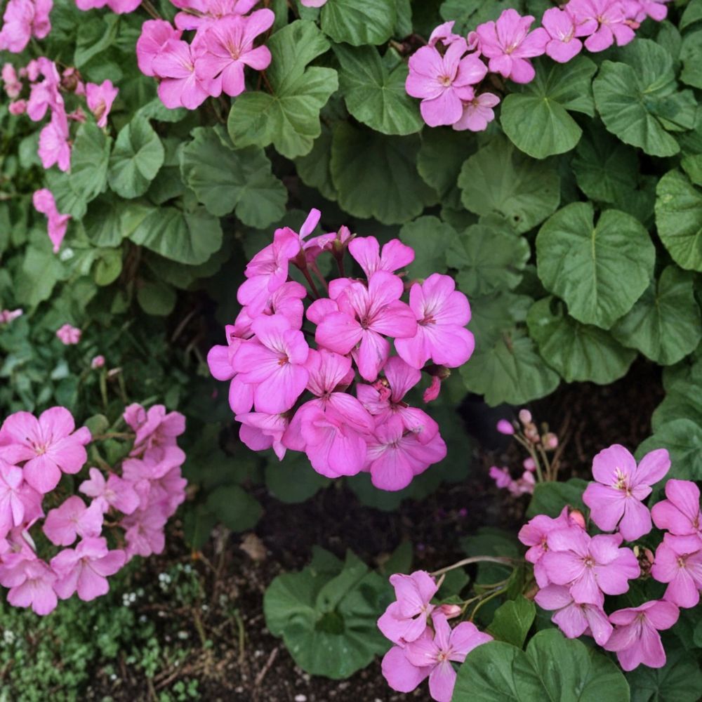 Hardy Pink Geranium Cuttings | 12 Unrooted Pelargonium Cuttings | Fragrant Blooms | Easy to Grow for Containers & Gardens