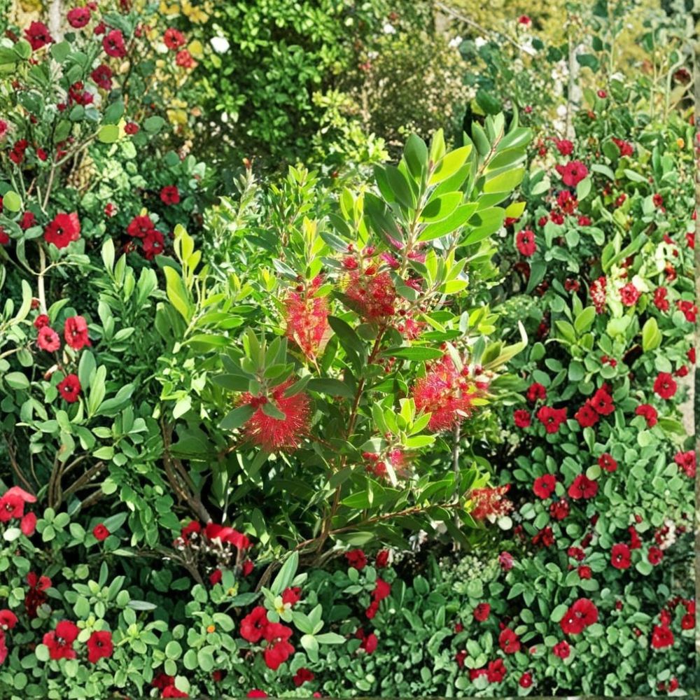 Red Bottlebrush Plant - 3 Gallon Evergreen Shrub with Bright Red Blooms - Callistemon citrinus - Easy to Grow Landscape Plant
