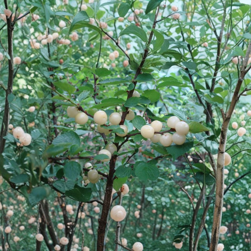 Rooted White Nanking Cherry Bush | Edible White Cherries | Prunus tomentosa | Cold Hardy Fruit Shrub | Zones 2–7