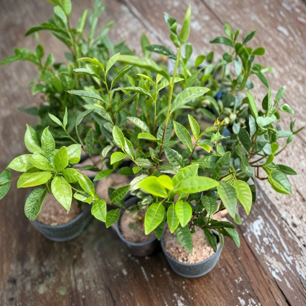 Camellia sinensis ‘Anji White Tea’ Seedling | Rare Anji Bai Cha | Edible Green Tea Plant for Home Growing & Containers