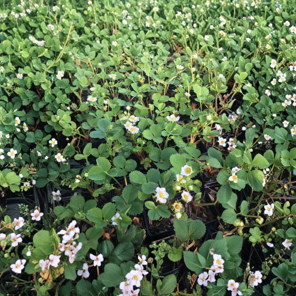 Seascape Strawberry Plants | 25 Bare Root Crowns | Everbearing | Fragaria × ananassa | Large Sweet Berries | Garden Ready