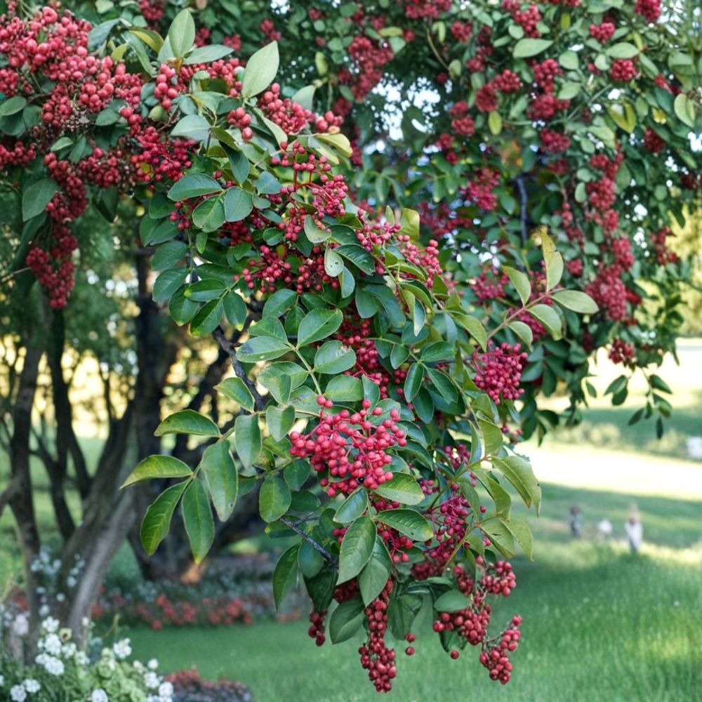 Sichuan Pepper Tree Live Plant - Hanyuan Da Hong Pao - Zanthoxylum simulans - 1 Gallon Pot - Szechuan Peppercorn Variety