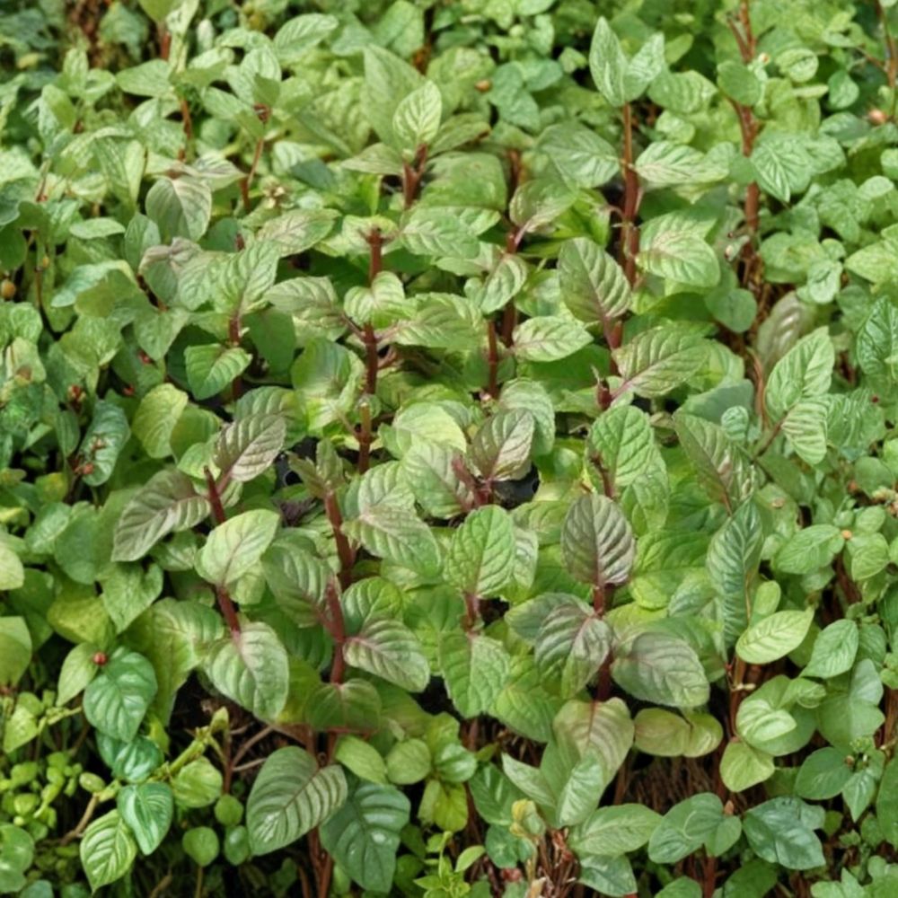 Berries and Cream Mint Cuttings | 6 Unrooted Organic Cuttings | Mentha x piperita | Fruity Culinary Herb for Container Gardening