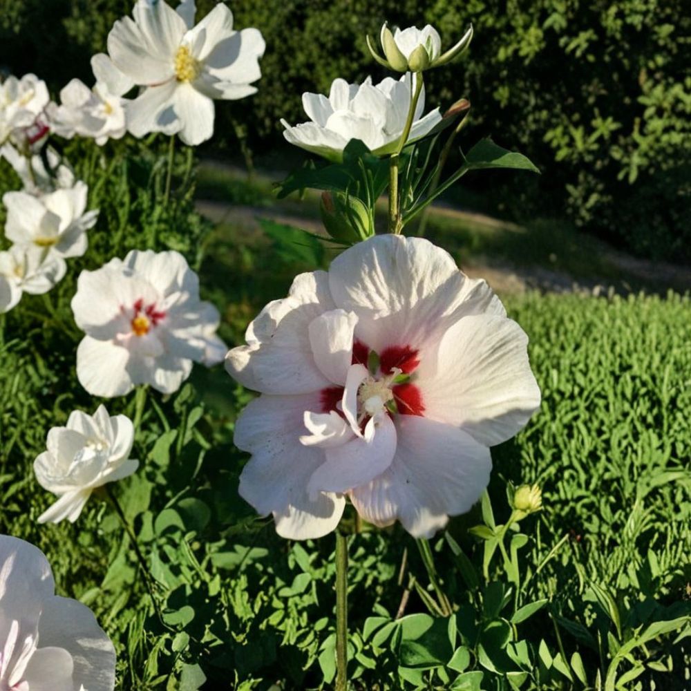 Double Flower White Althea Rose of Sharon Plant | 1 Gallon | Hibiscus syriacus | Hardy Flowering Shrub with Beautiful Blooms