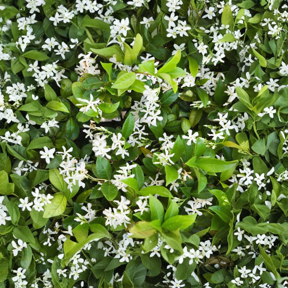 Star Jasmine Plant Quart Pot | Fragrant Confederate Jasmine Vine | Trachelospermum jasminoides | Indoor Outdoor Climber