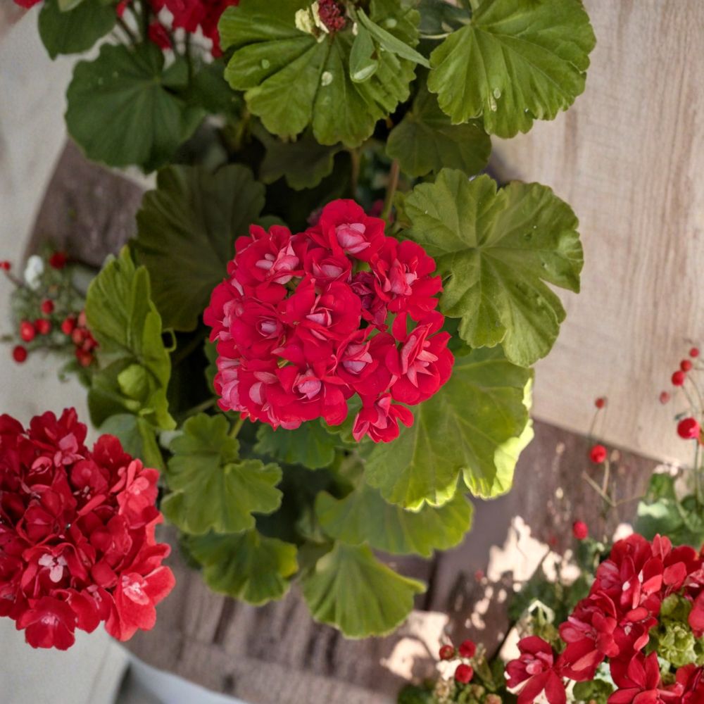 Live Rooted Rosebud Geranium Plant - Rare Double Bloom Hot Pink Pelargonium - Neon Rosebud Flowers for Houseplant & Patio