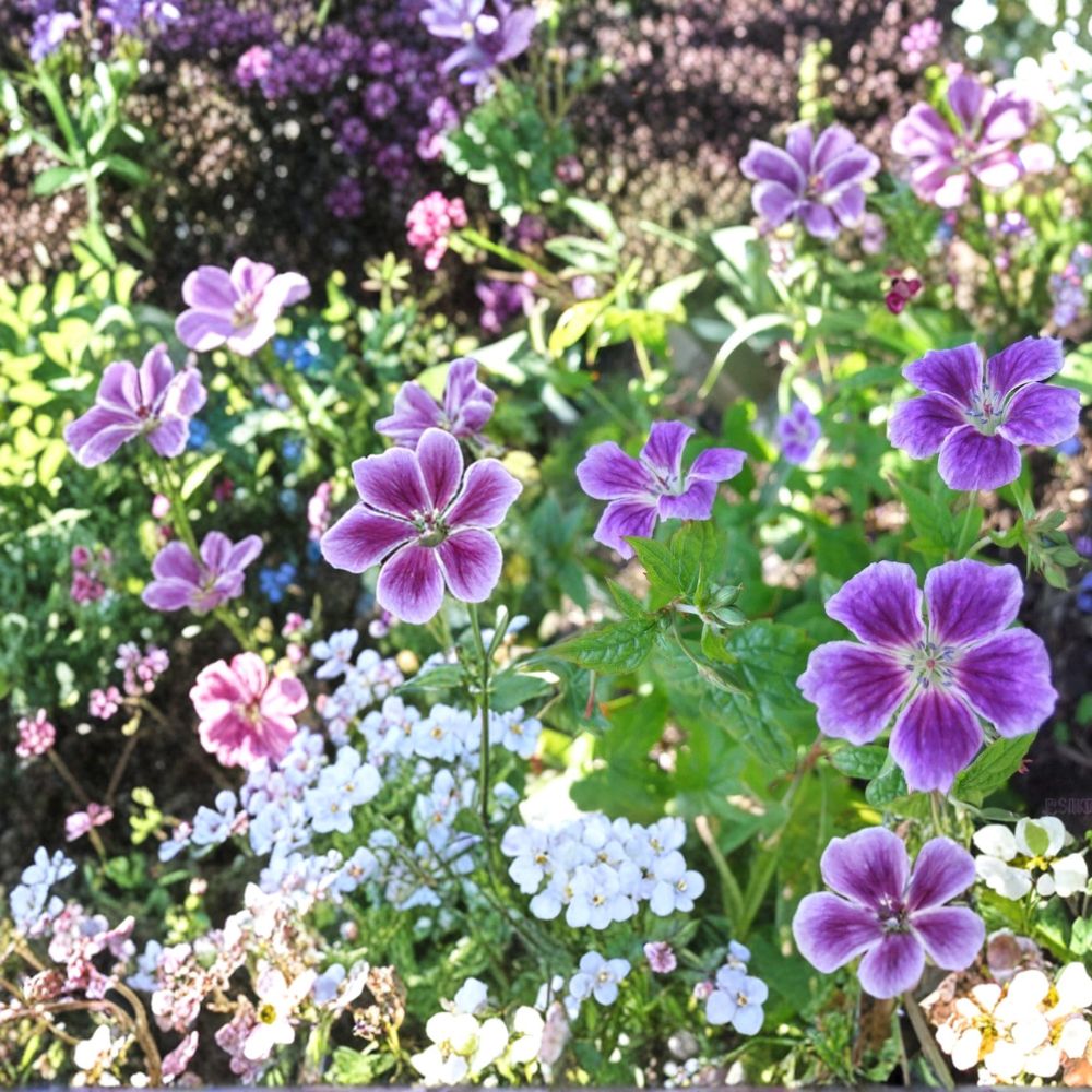 Blueberry Ice Geranium Seeds - 25+ Premium Pelargonium Flower Seeds for Vibrant Garden Blooms