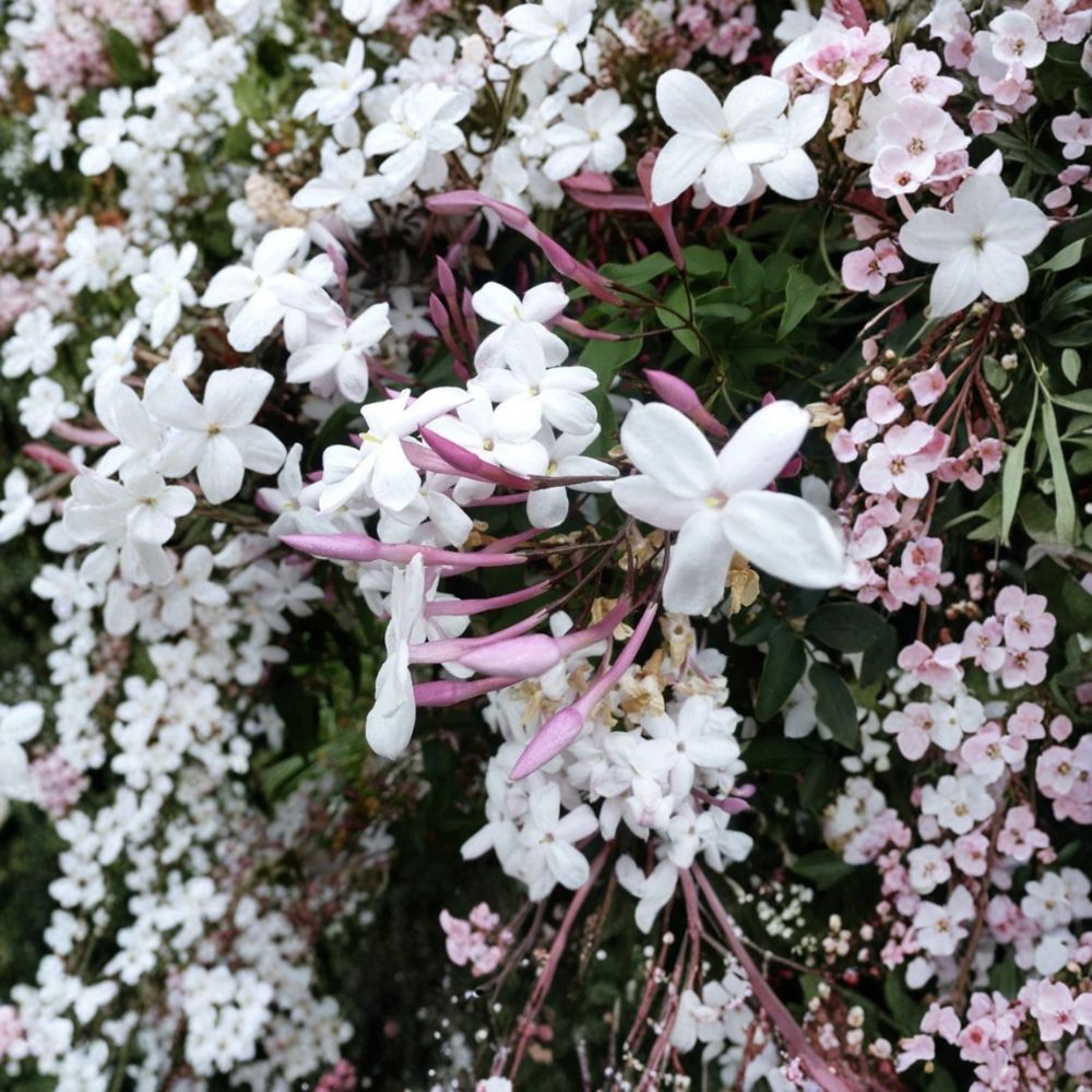 Star Jasmine Cuttings 12 Pack | Unrooted Fragrant White Vine | Trachelospermum jasminoides | Indoor Outdoor Climbing Plant