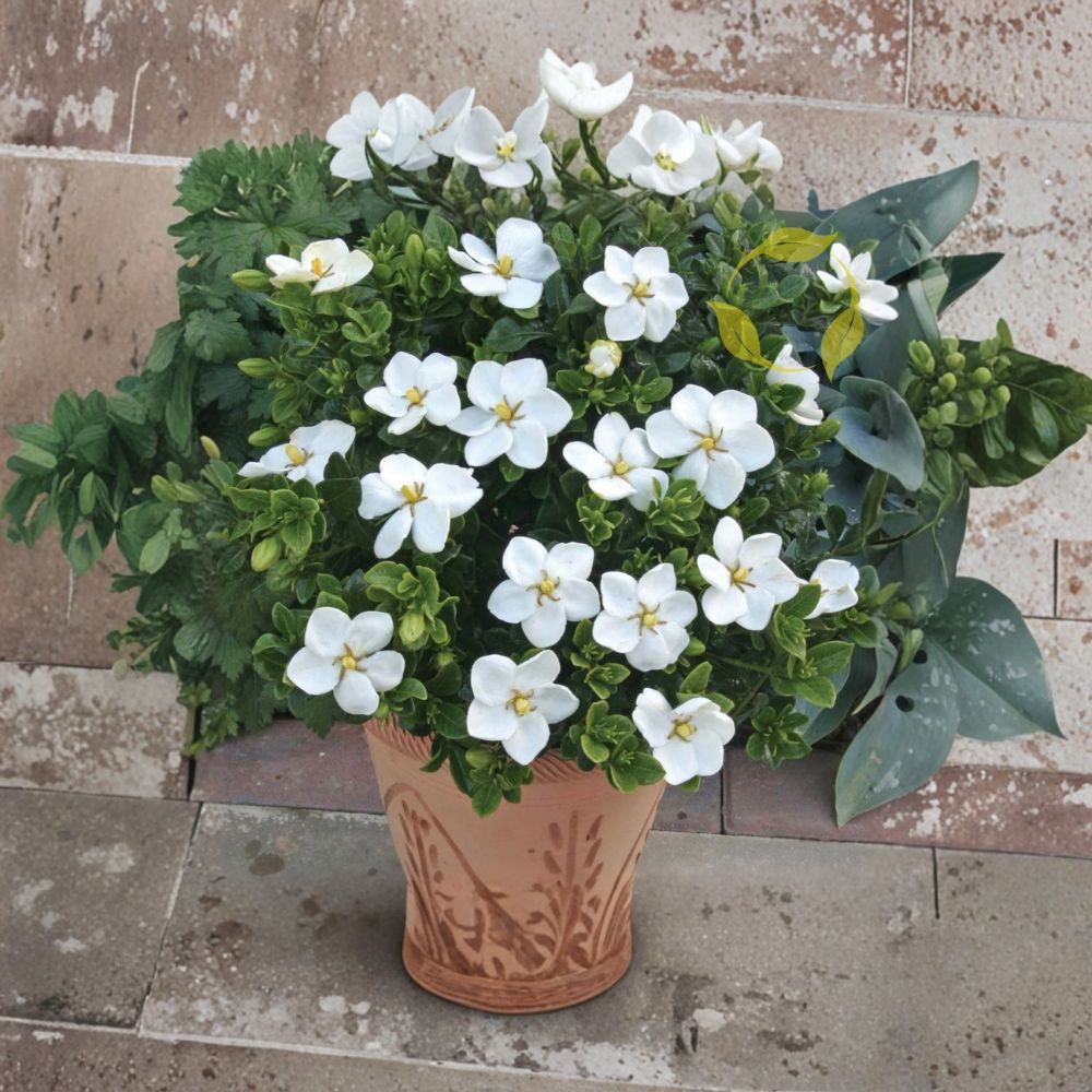 Cape Jasmine Seeds 10+ Pack | Fragrant White Flowering Shrub | Gardenia jasminoides | Indoor Outdoor Growing
