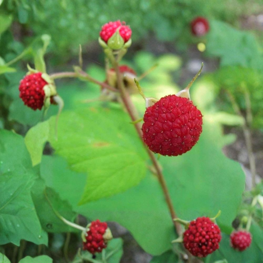 Thimbleberry Raspberry Starter Plant | Thornless Edible Berry Shrub | Rubus parviflorus | Self-Pollinating, Zones 3–8