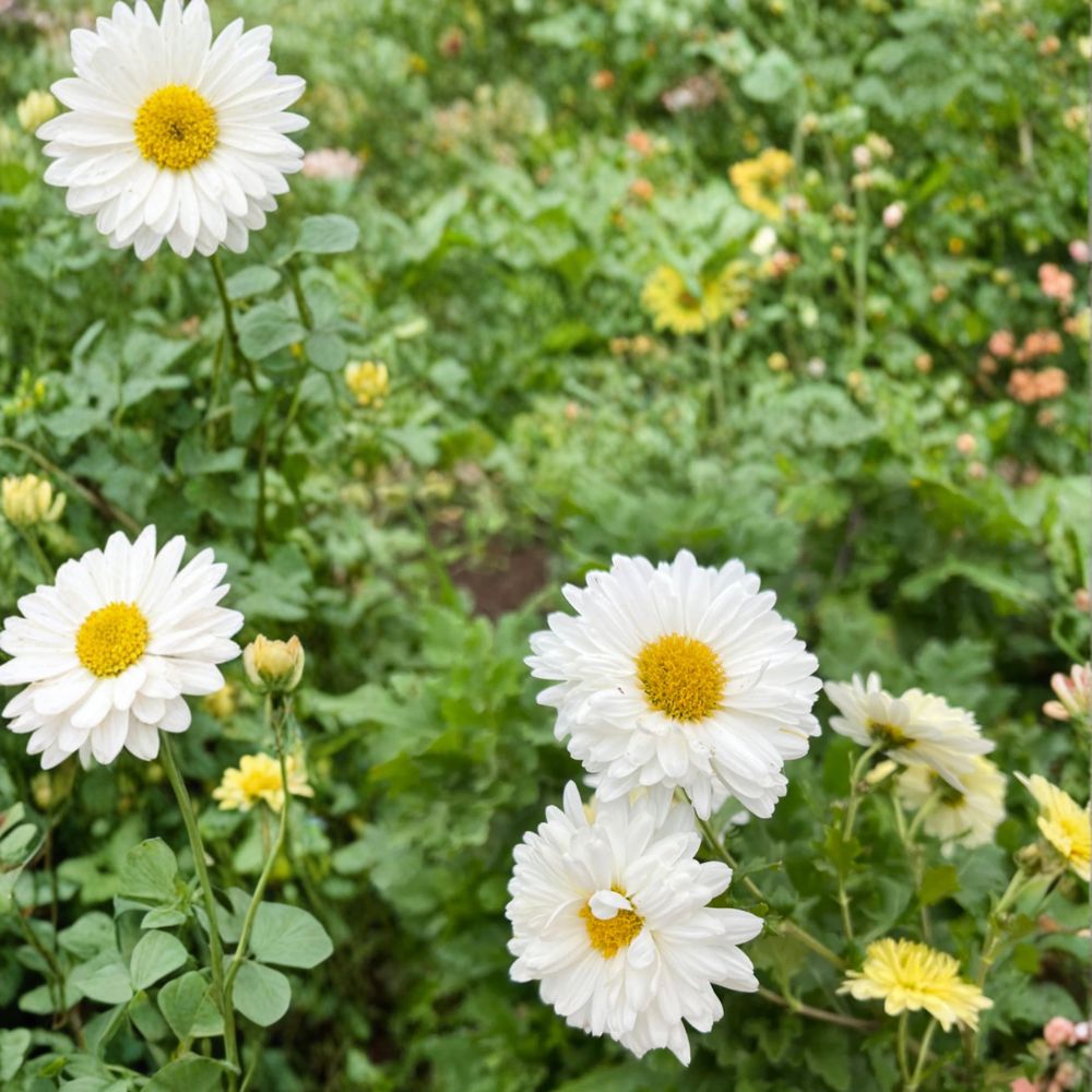Chrysanthemum Tea Plants 2 Pack White Edible Flowers Chrysanthemum morifolium Hang Bai Ju - Herbal Tea Garden Plants