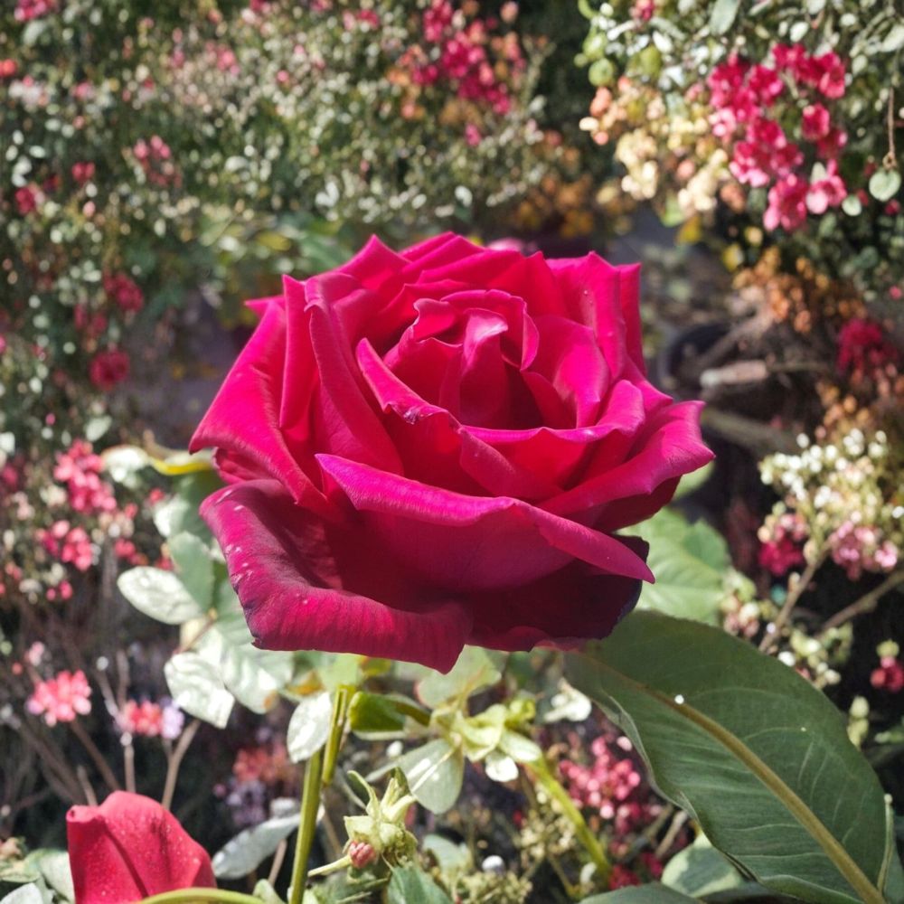 TRAVIATA Red Hybrid Tea Rose Plant | 3 Gallon Bush | Double Bloom | Rosa hybrid 'Traviata' | Fragrant Shrub Rose