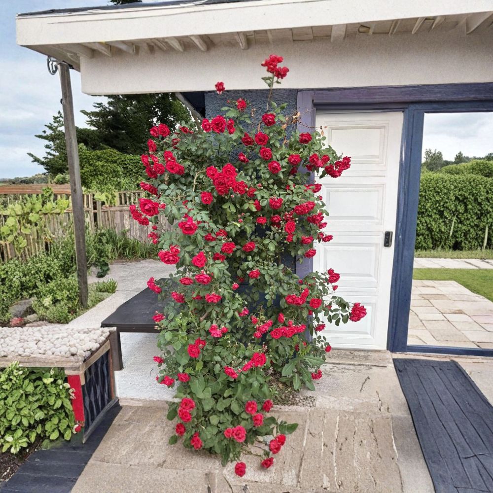 Blaze Climbing Rose Plant - Live Potted Red Climber | Rosa ‘Blaze’ | Fast Growing Hardy Vine | Repeat Blooming Garden Rose
