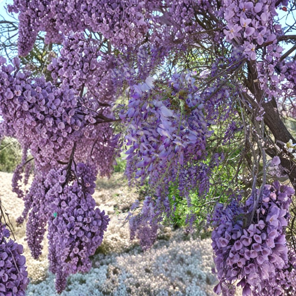 Purple Wisteria Vine | 4–6 Feet | Fragrant Purple Flowers | Wisteria sinensis | Fast Growing Climbing Plant for Trellis