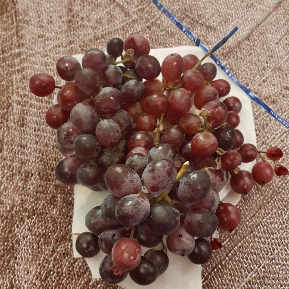 Vanessa Red Seedless Grape Vine | 2 Gallon Live Plant | Self-Fertile Vitis 'Vanessa' | Easy to Grow for Home Garden