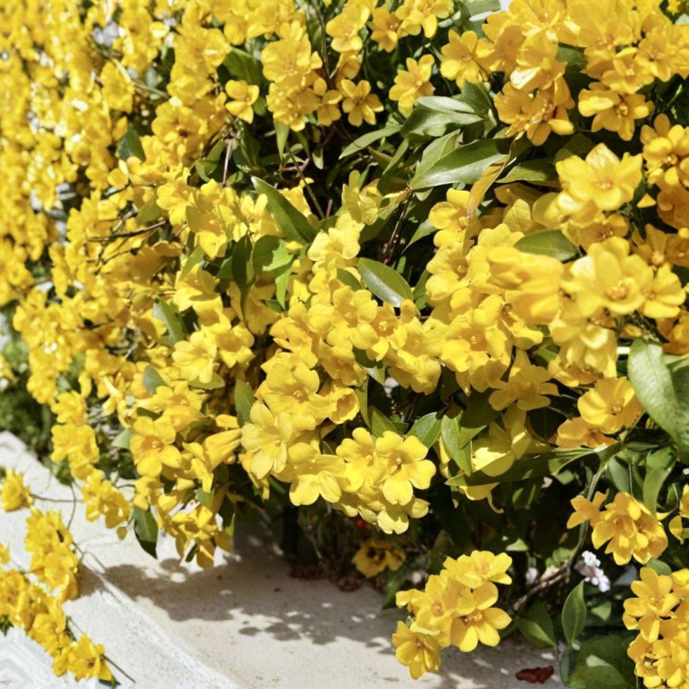 Carolina Jasmine Seeds 20 - Gelsemium sempervirens Yellow Jessamine, Fragrant Climbing Vine, Pollinator Friendly, USA Grown