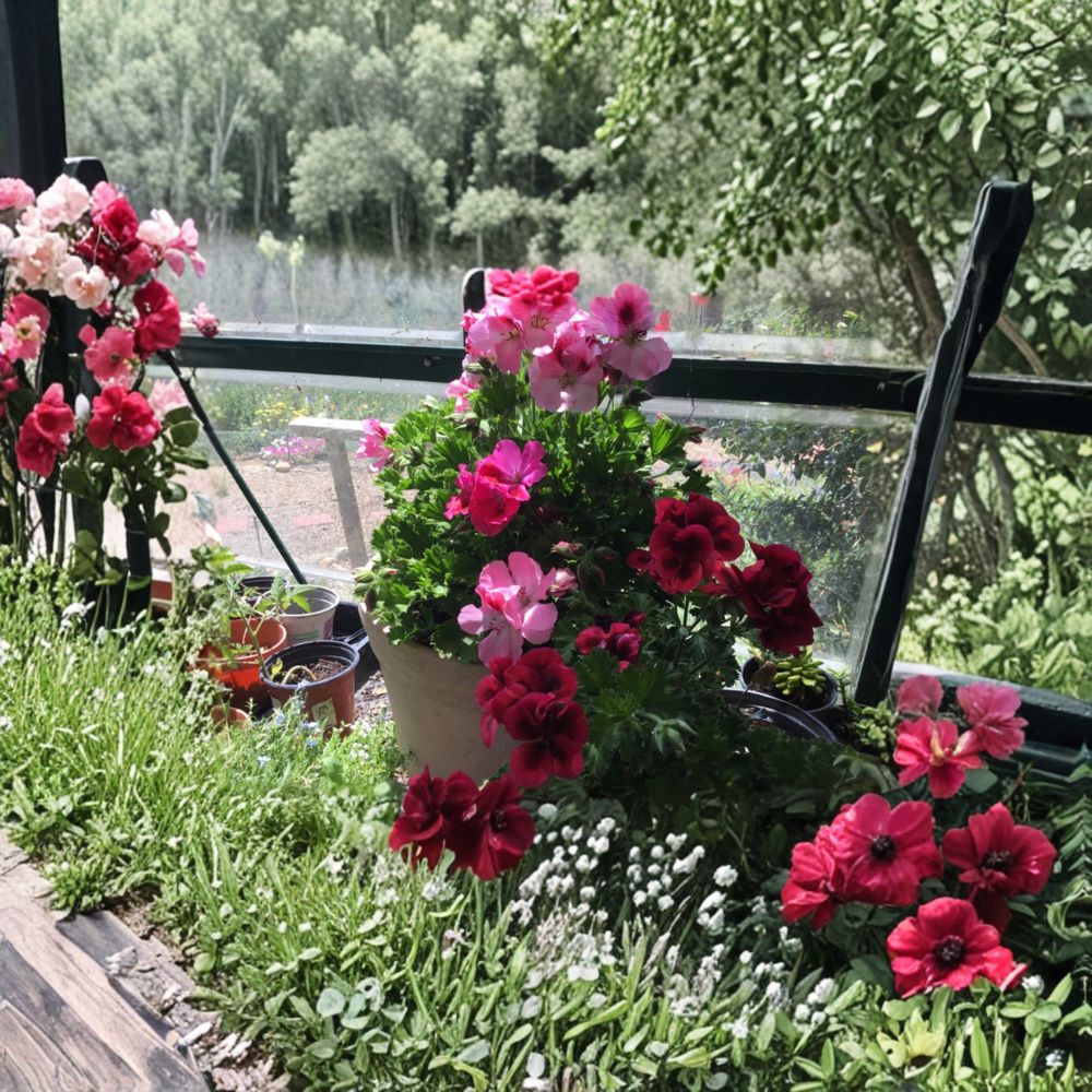 Martha Washington Geranium Cuttings - 6 Pelargonium Cuttings, Multi-Color Flowers, Indoor & Outdoor Planting, Fresh Rooting