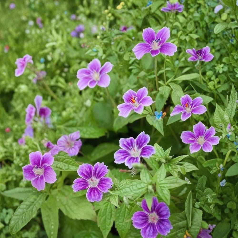 Clos du Coudray Geranium Seeds - 25+ Hardy Flower Seeds for Patio & Container, Easy to Grow Geranium spp.